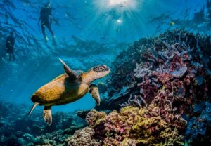 Destination de rêve : une fascination pour la plongée sous-marine